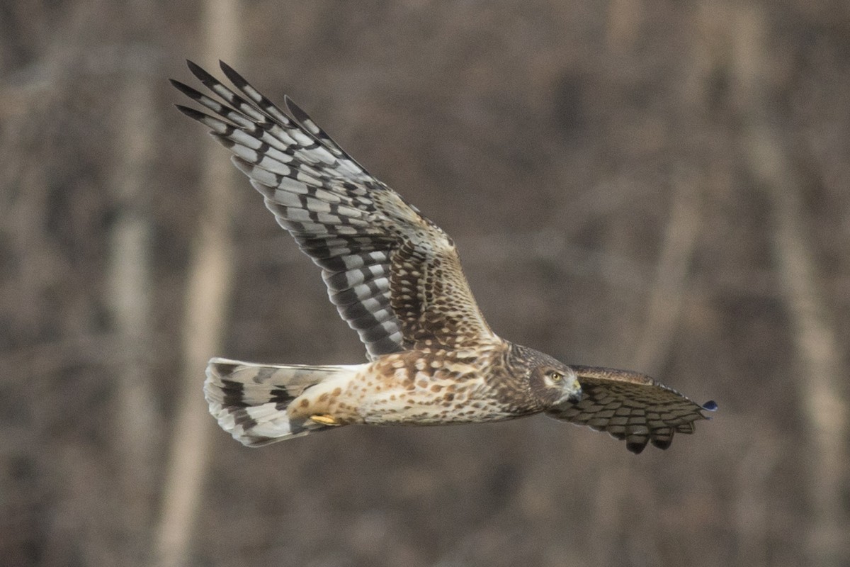 Northern Harrier - David Brown