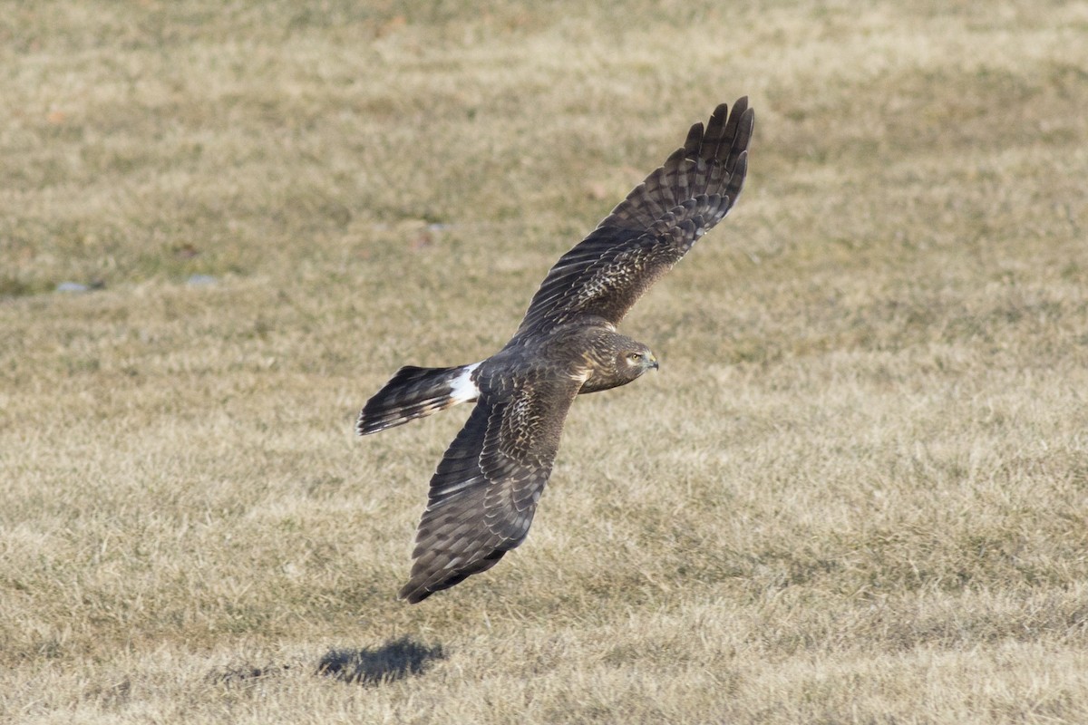 Northern Harrier - David Brown