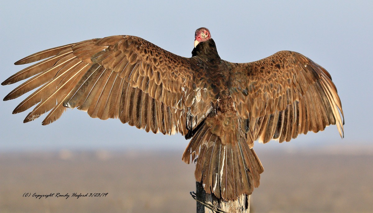 Turkey Vulture - Randy Hesford