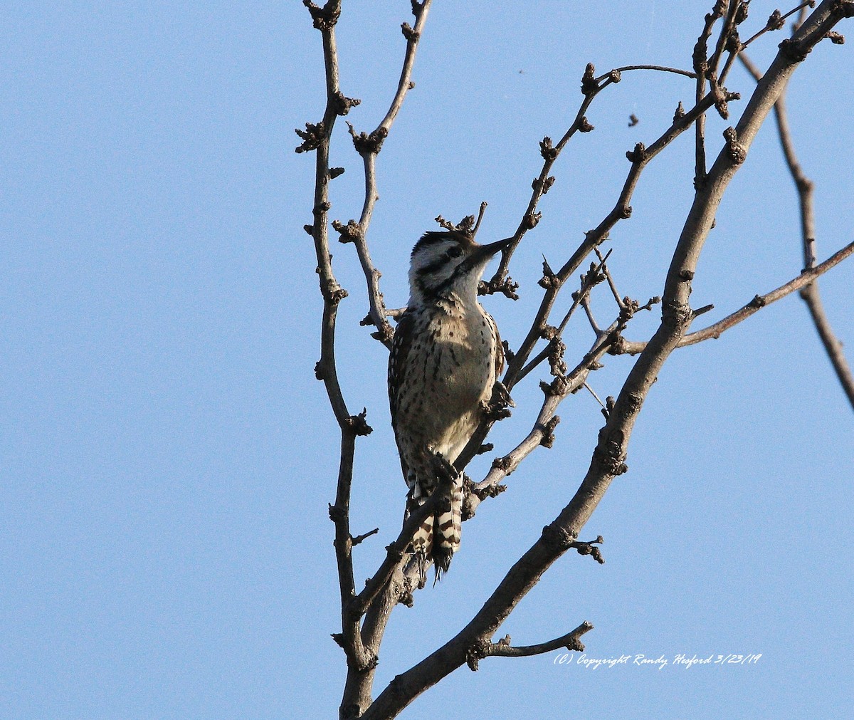 Ladder-backed Woodpecker - Randy Hesford