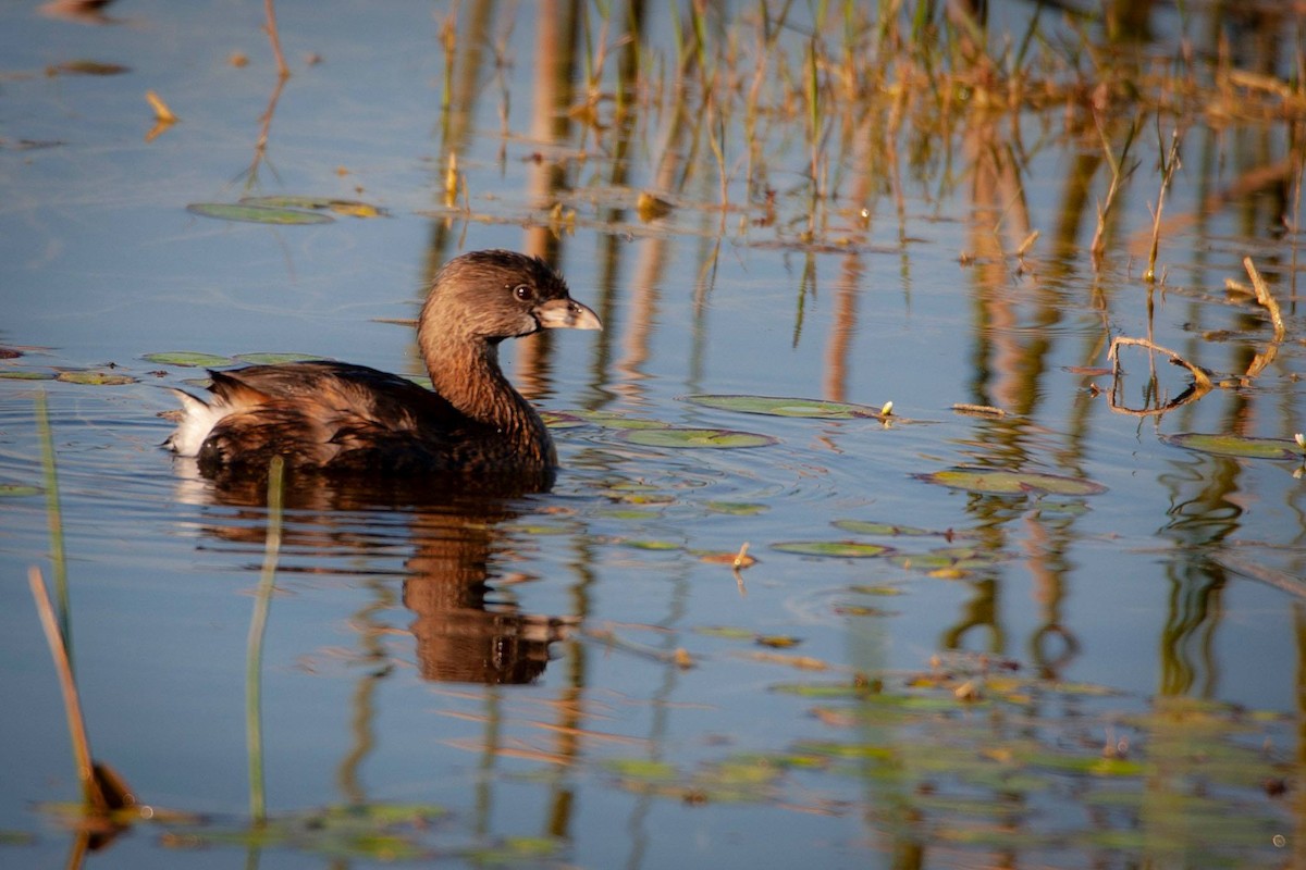 Pied-billed Grebe - Madeleine Ely