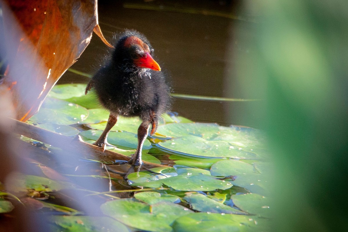 Common Gallinule - ML146912431