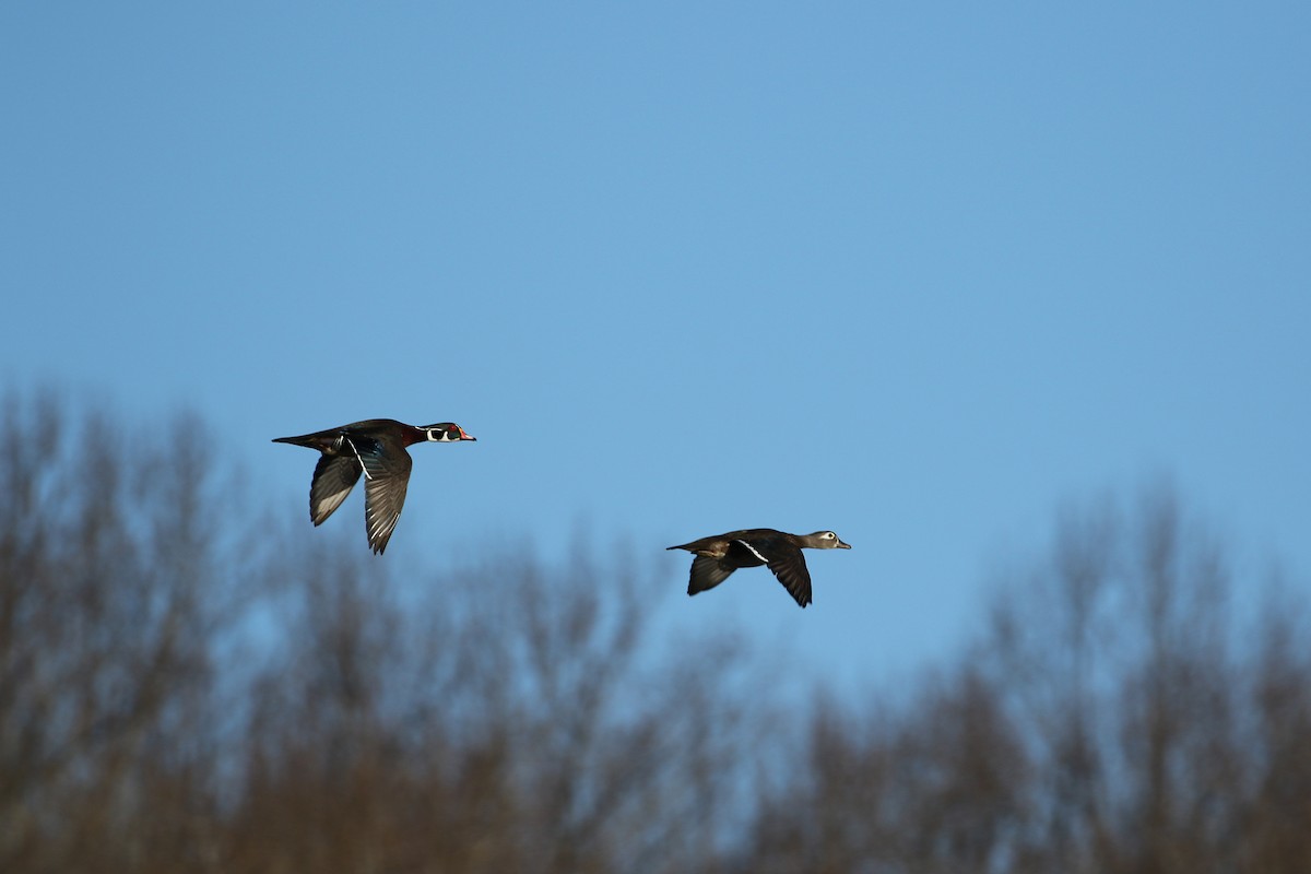 Wood Duck - ML146912561