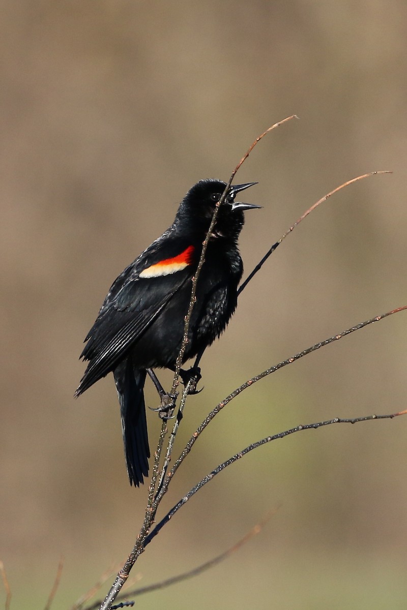Red-winged Blackbird - ML146912951