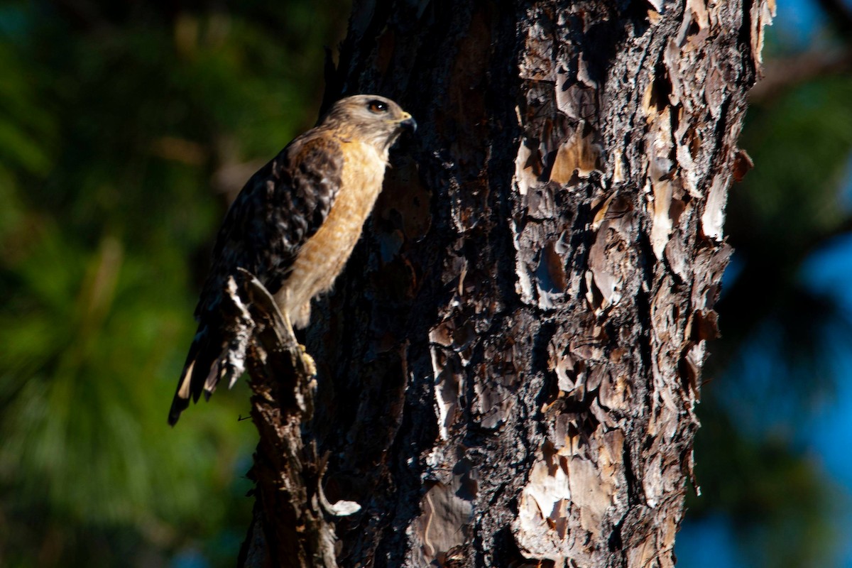 Red-shouldered Hawk - ML146913061