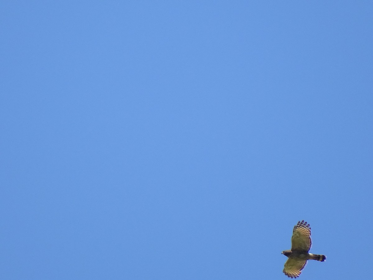 Hook-billed Kite - ML146913641