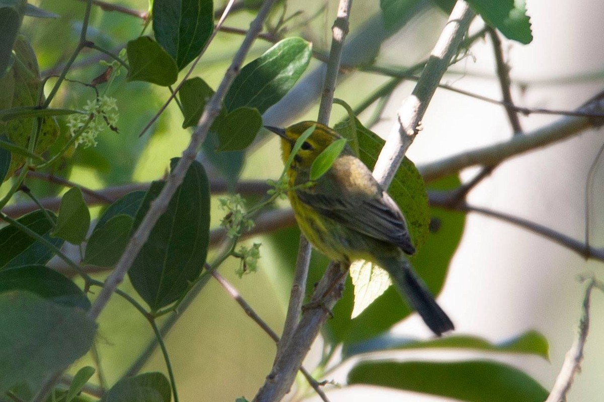 Prairie Warbler - ML146913711