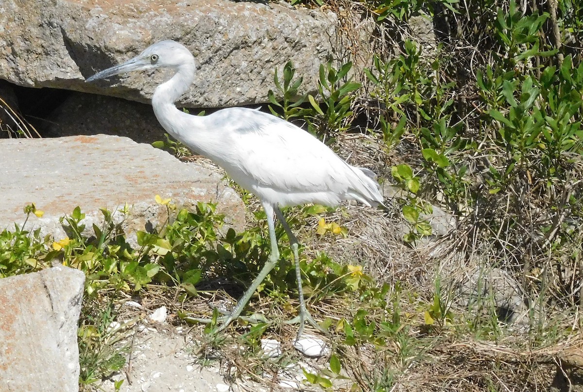 Little Blue Heron - ML146913881