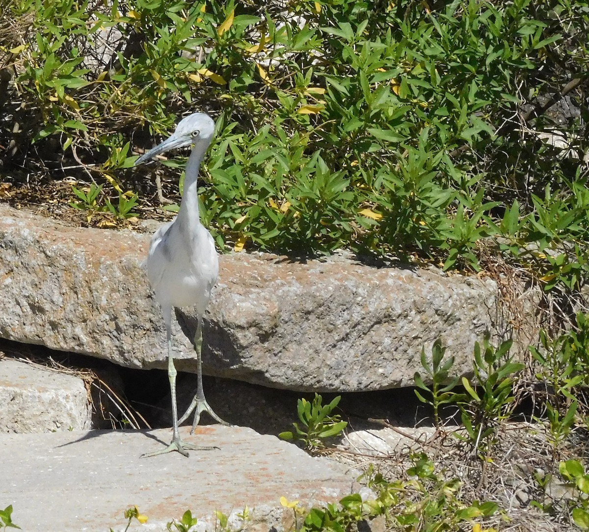 Little Blue Heron - LynnErla Beegle