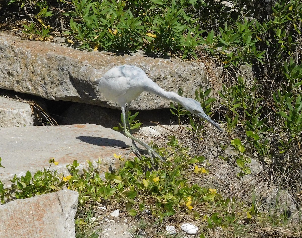 Little Blue Heron - ML146913901