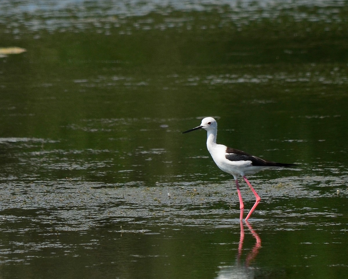 Black-winged Stilt - Mohd Hazran Che Rozan