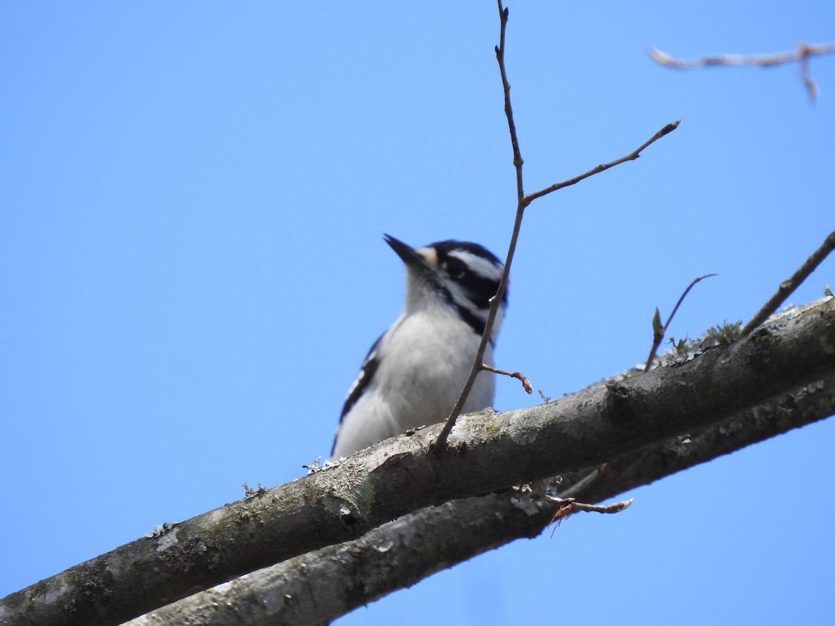 Downy Woodpecker - ML146914781