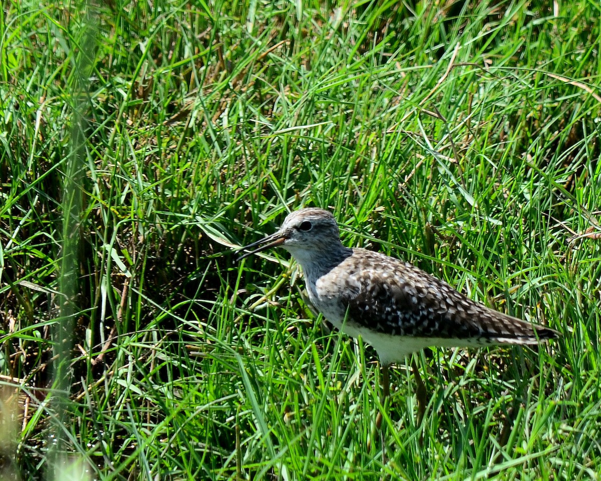 Wood Sandpiper - ML146914791