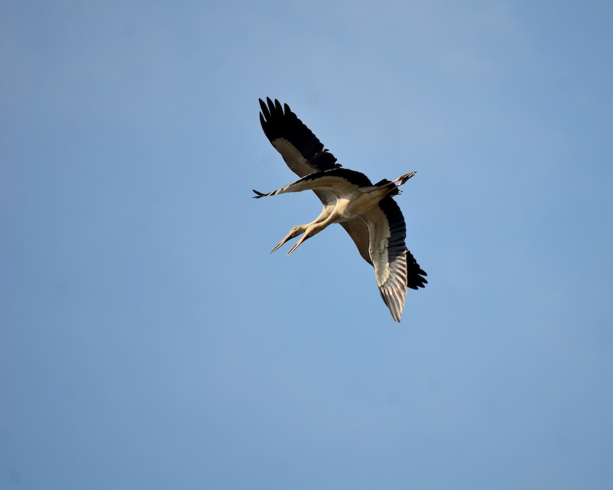 Asian Openbill - ML146914881