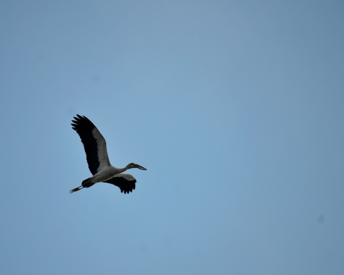 Asian Openbill - ML146914891