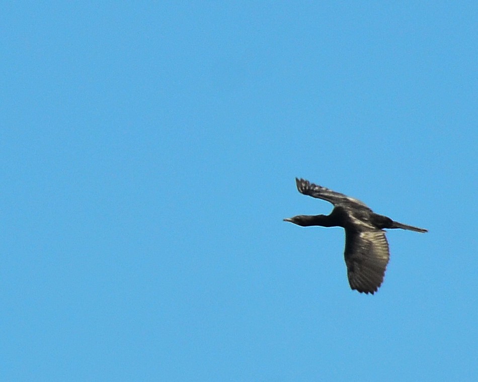 Little Cormorant - ML146914941