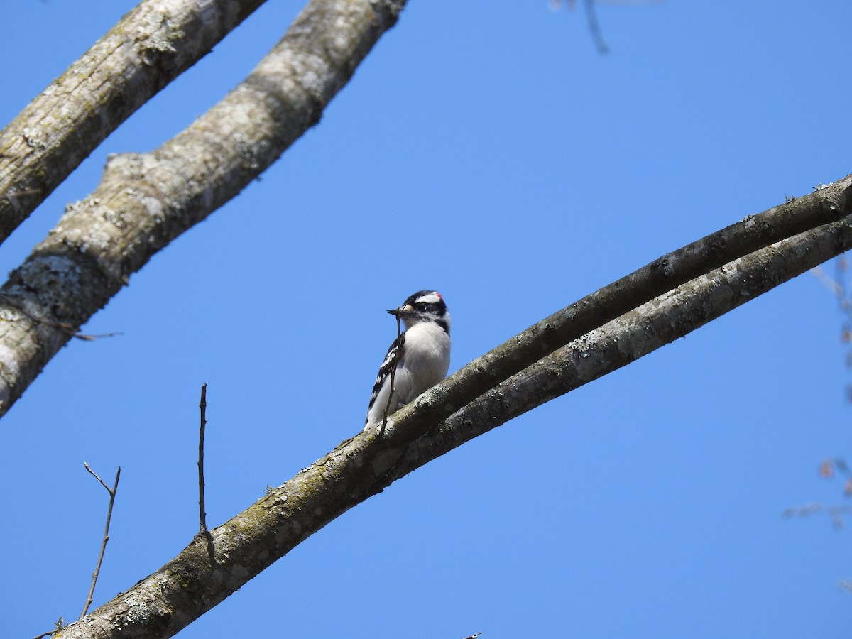 Downy Woodpecker - ML146915011