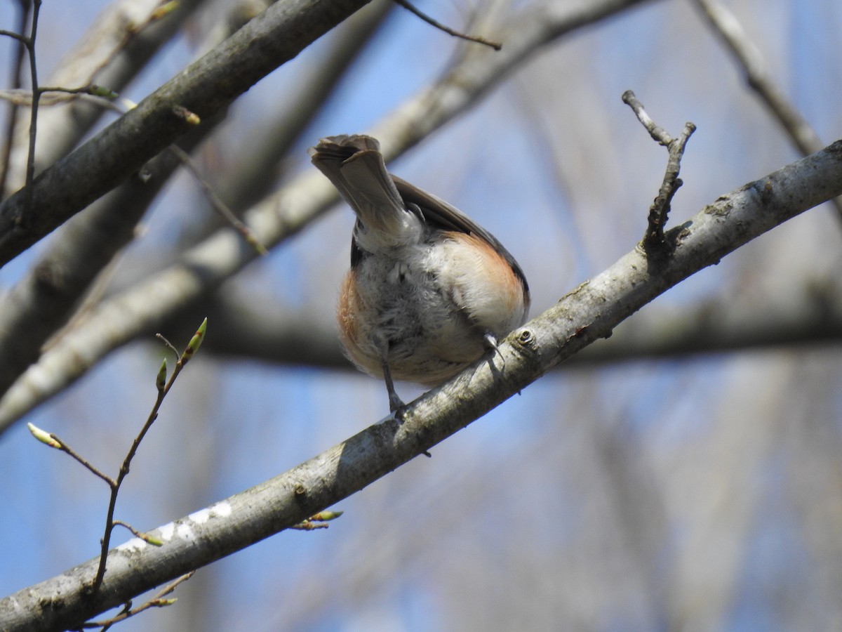Tufted Titmouse - ML146915151