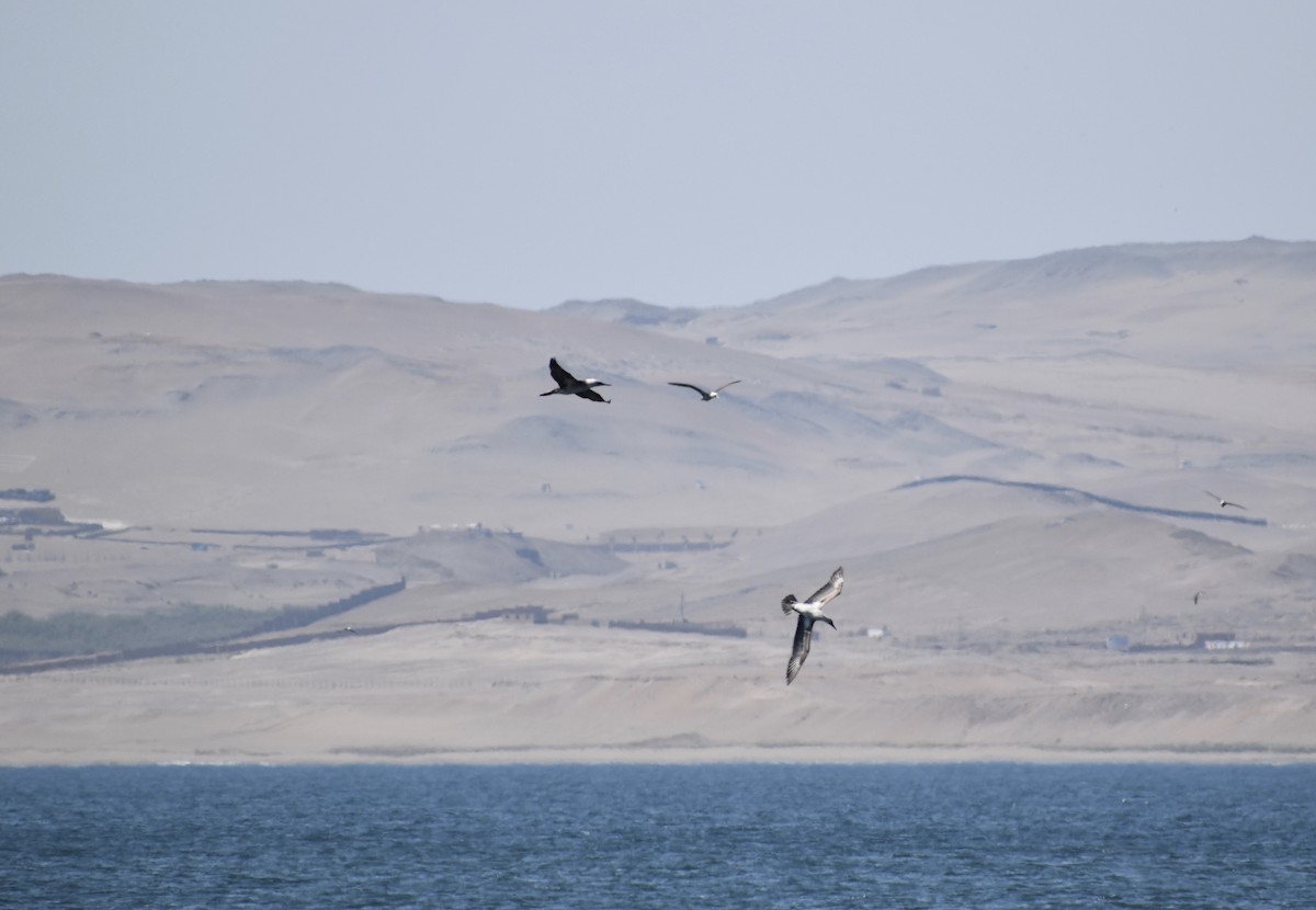 Peruvian Booby - ML146917741