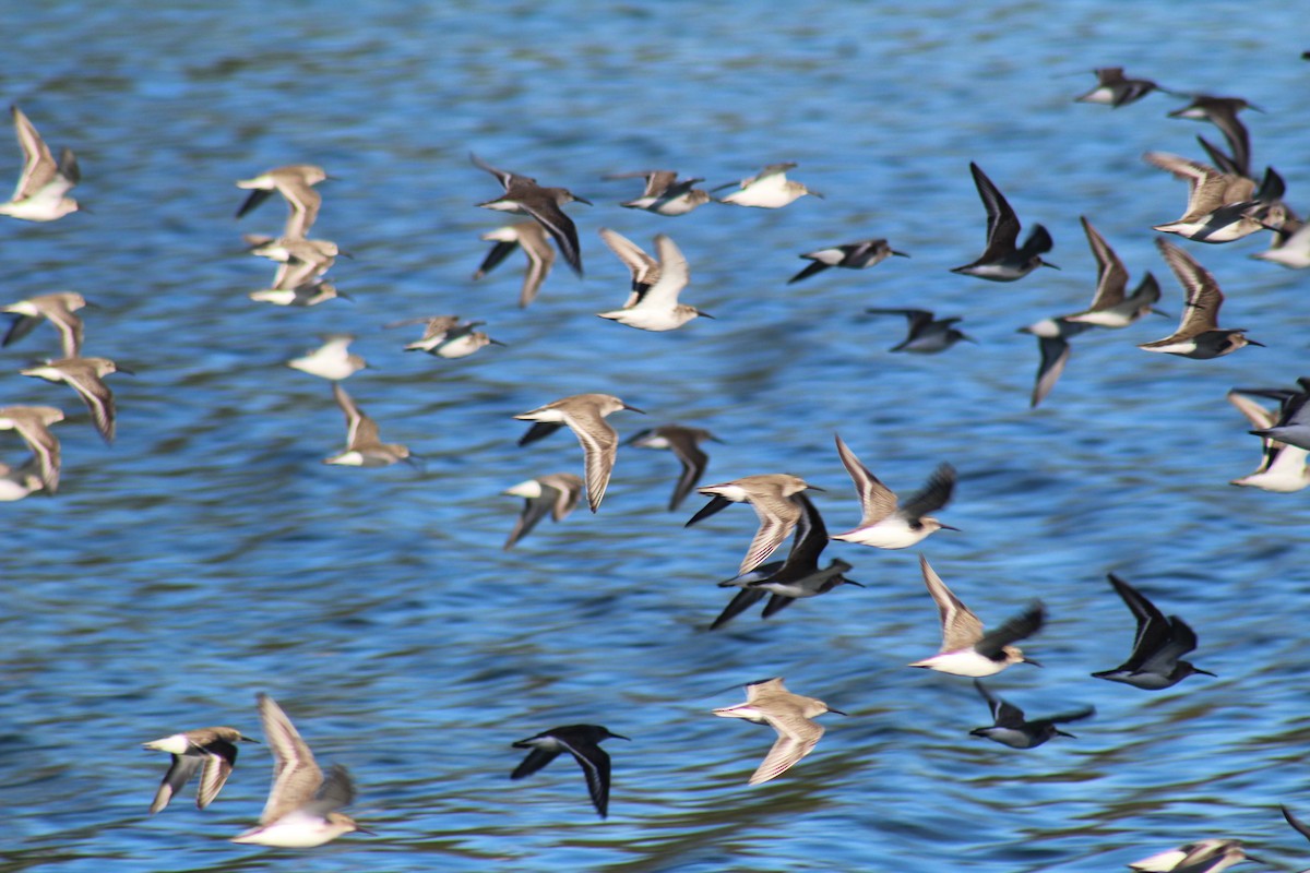 Dunlin - ML146917931