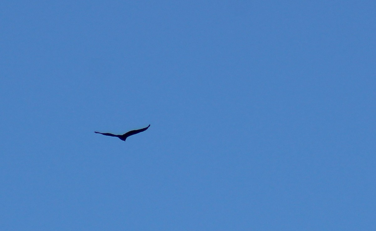 Turkey Vulture - ML146917941