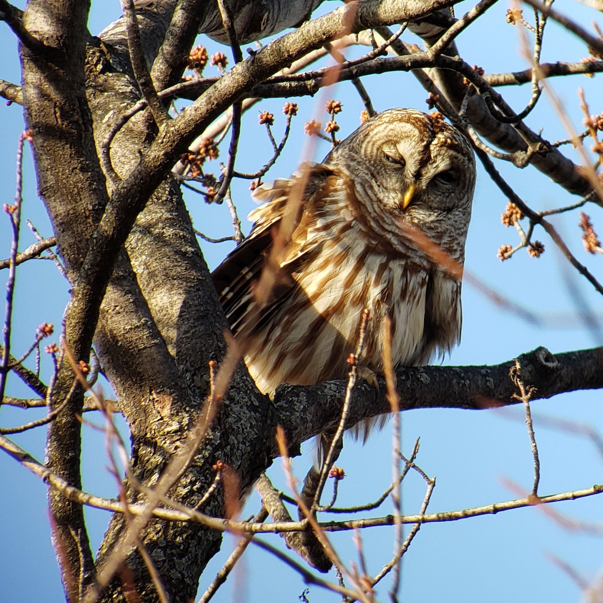 Barred Owl - ML146919141