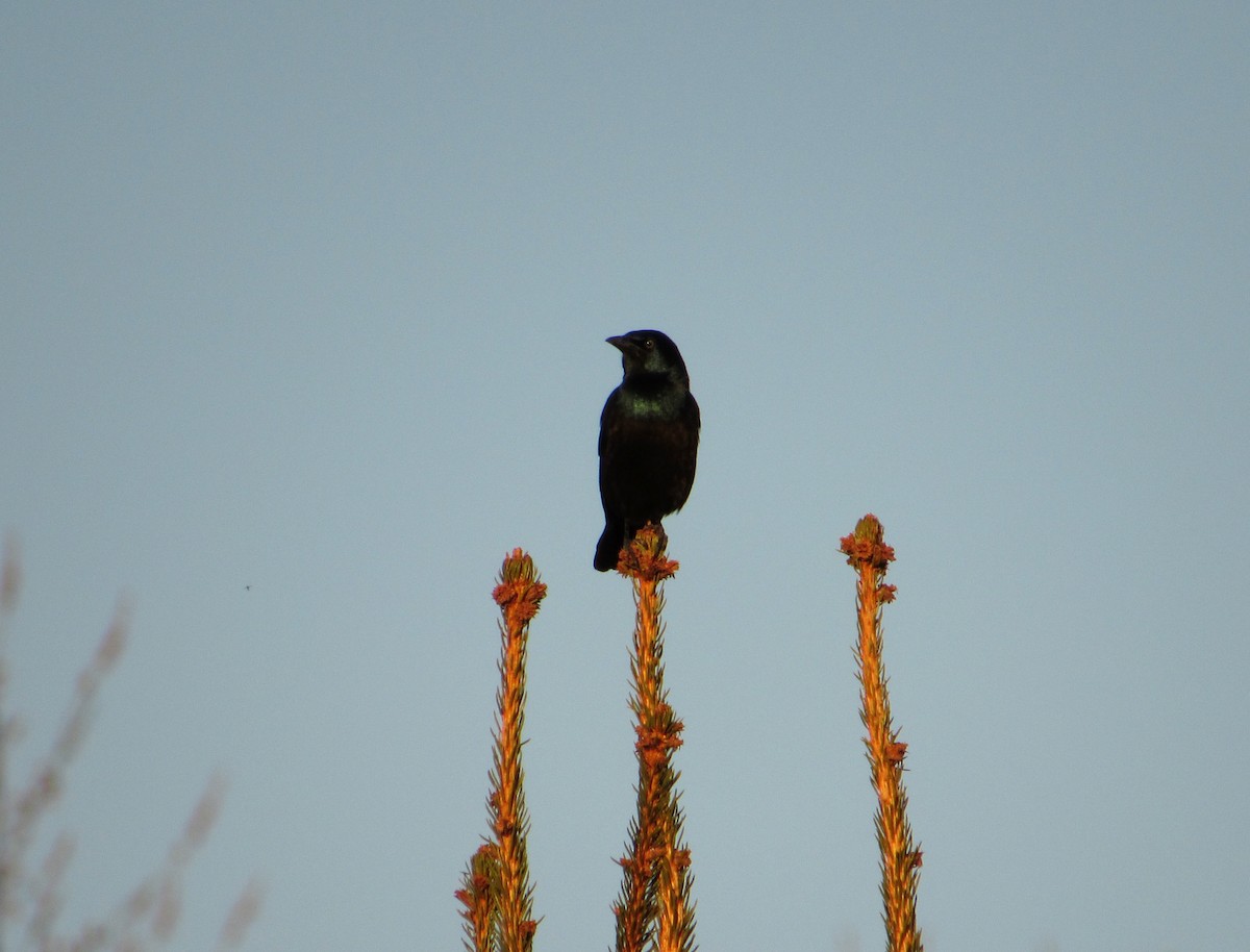 Common Grackle - ML146919921