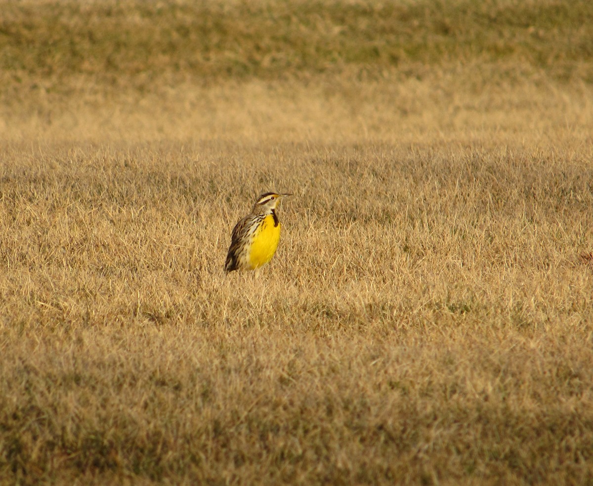 Eastern Meadowlark - ML146920021