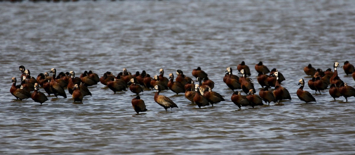 White-faced Whistling-Duck - ML146920221