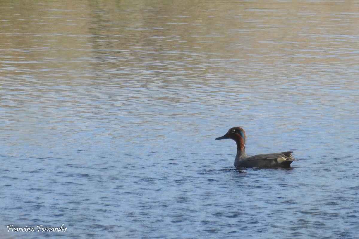 Green-winged Teal - Francisco Fernandes