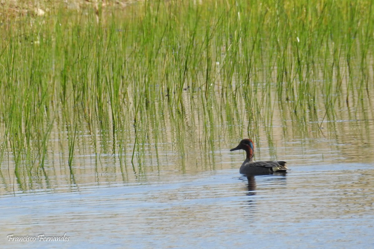 Green-winged Teal - ML146920281