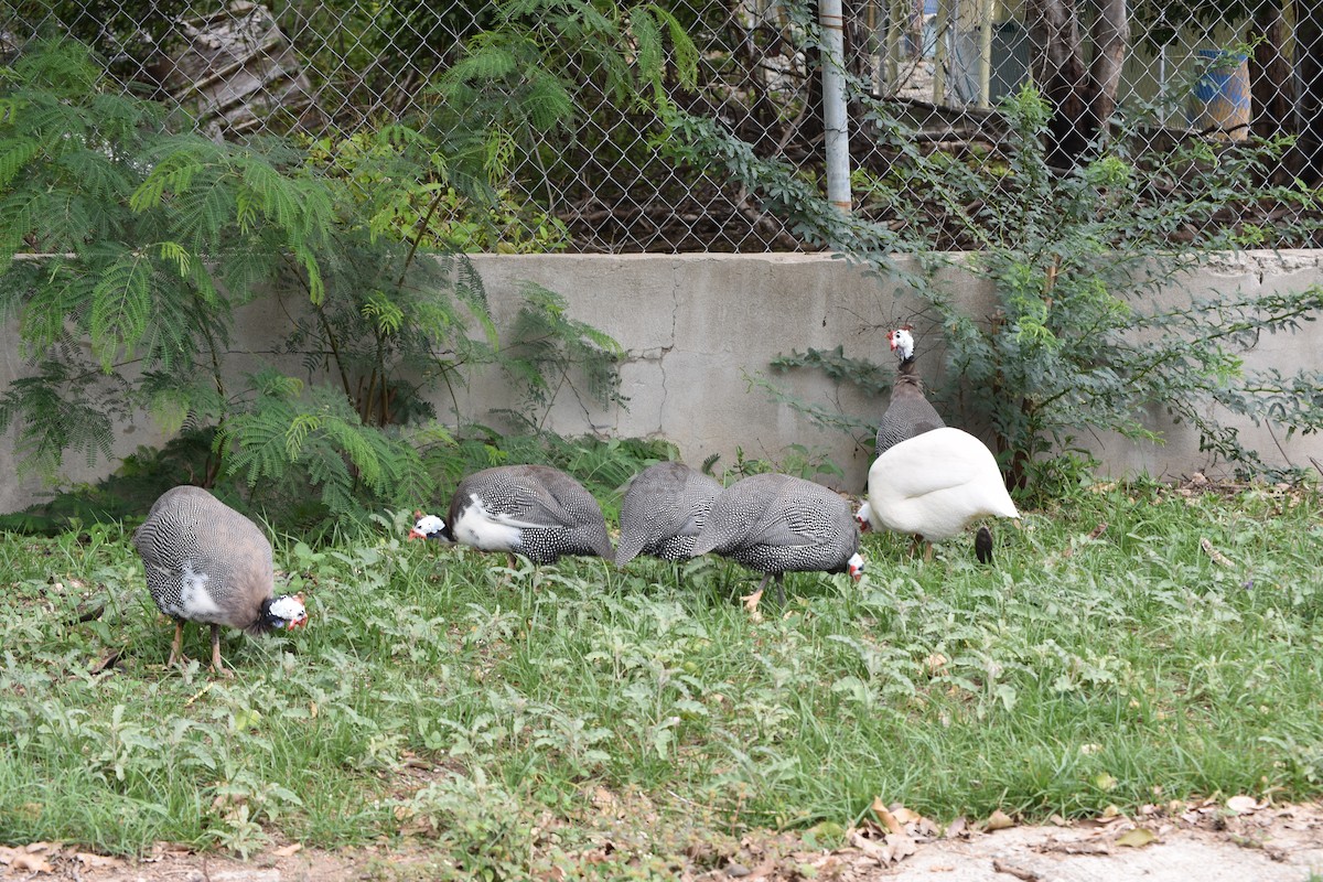 Helmeted Guineafowl - Michele Miller