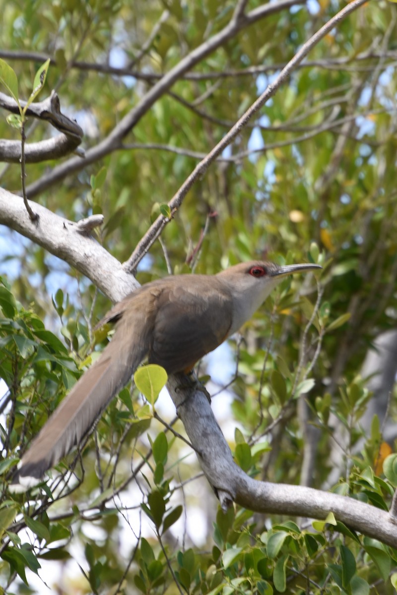 Puerto Rican Lizard-Cuckoo - Michele Miller