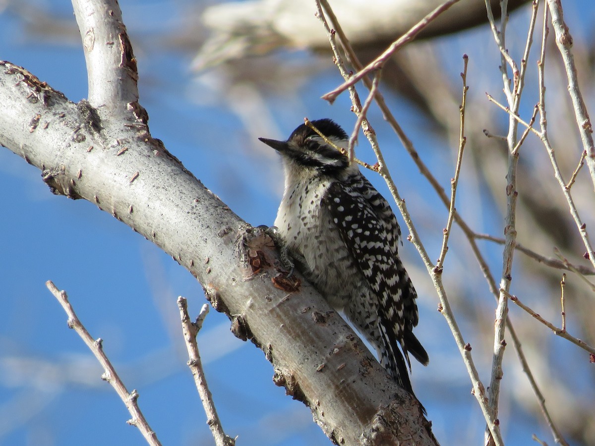 Ladder-backed Woodpecker - ML146920551
