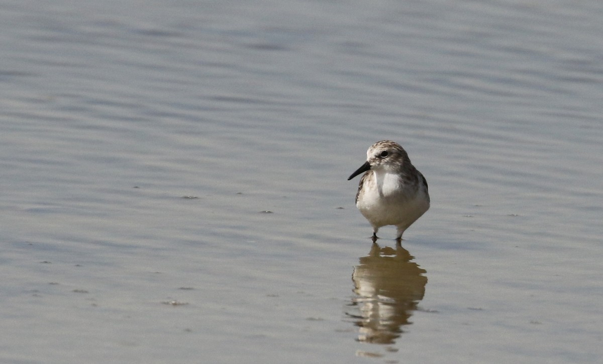 Little Stint - ML146920921