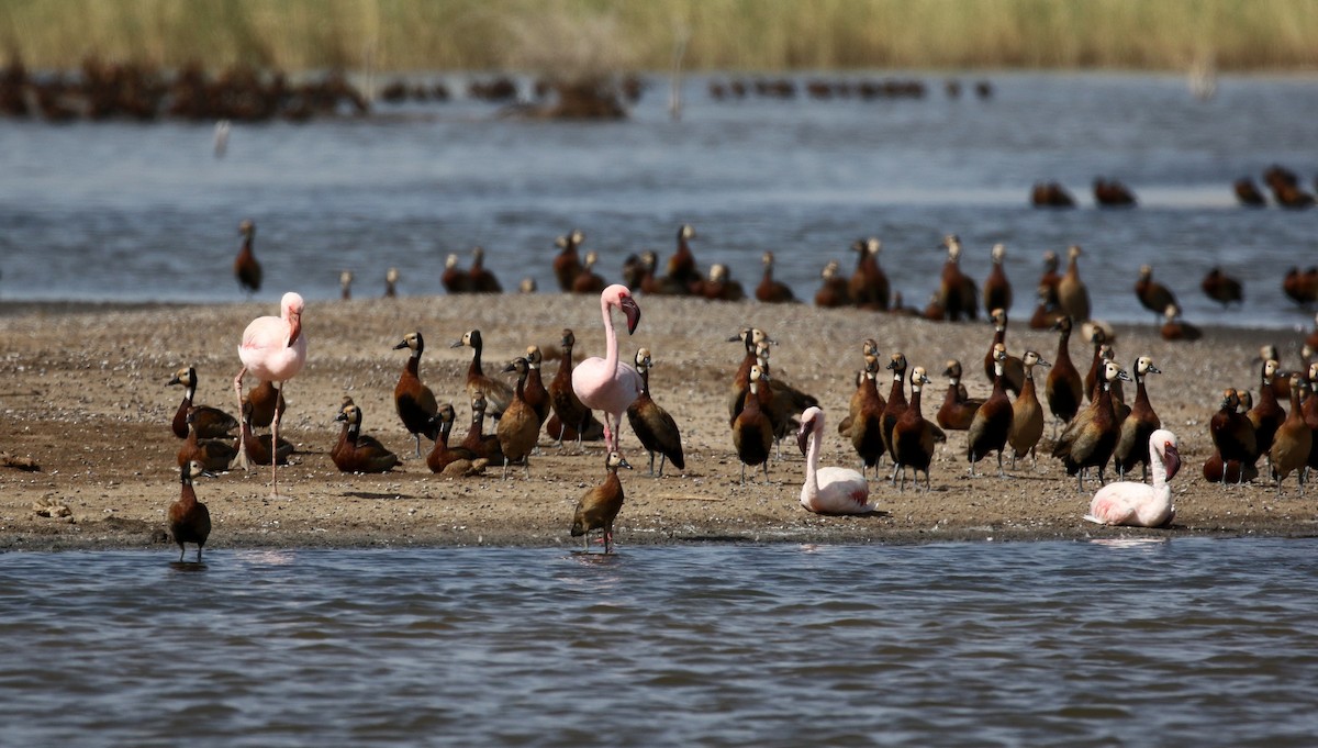 Lesser Flamingo - ML146920971