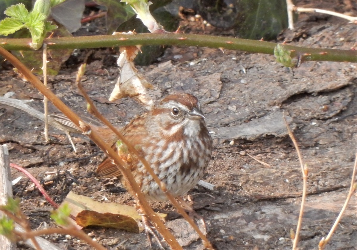 Song Sparrow - Sage P