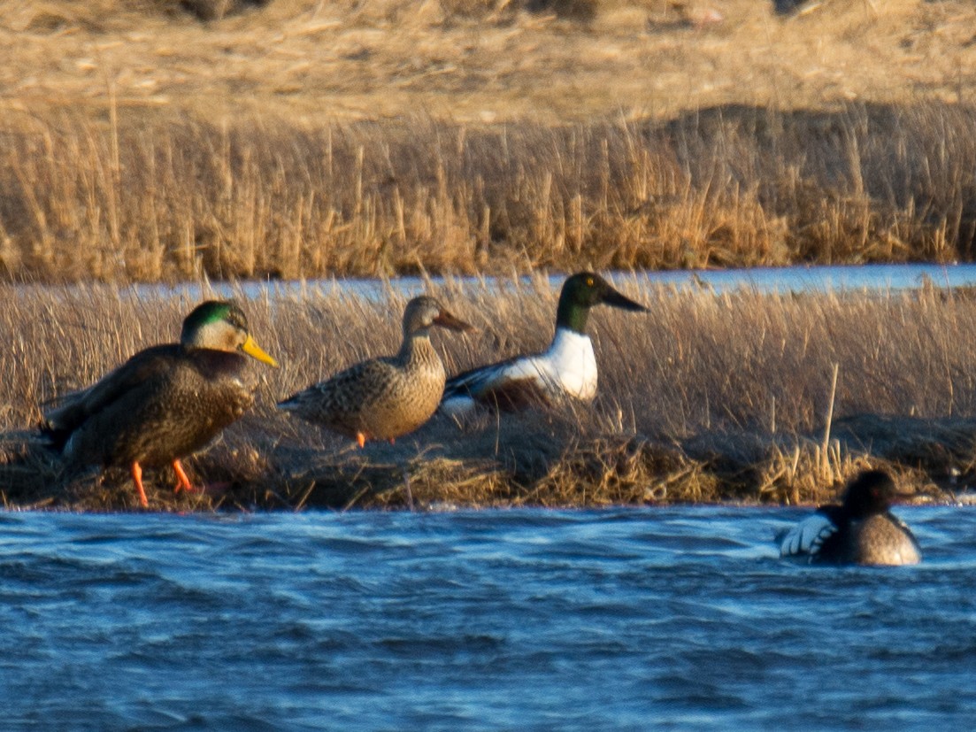 Northern Shoveler - Sebastian Jones