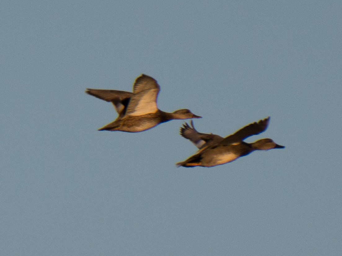 Gadwall - ML146922481