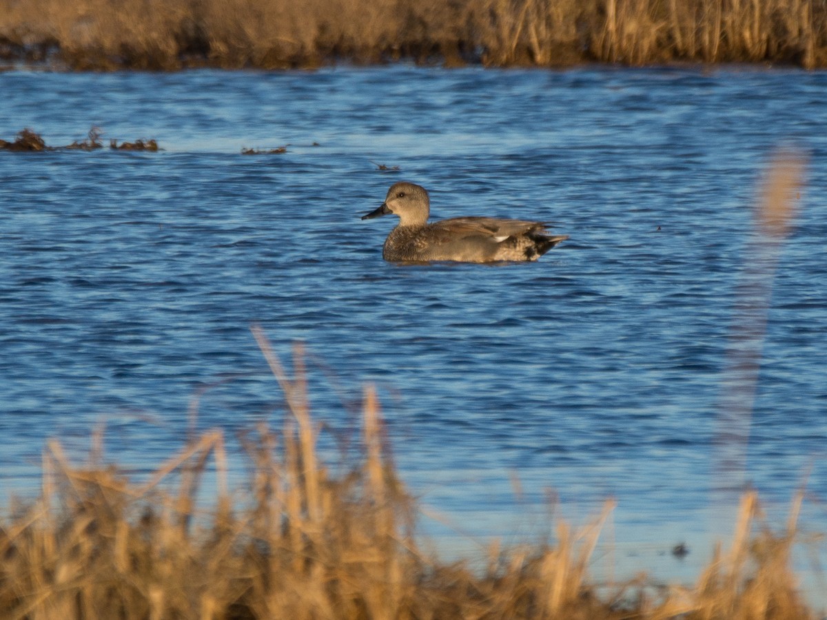 Gadwall - ML146922511