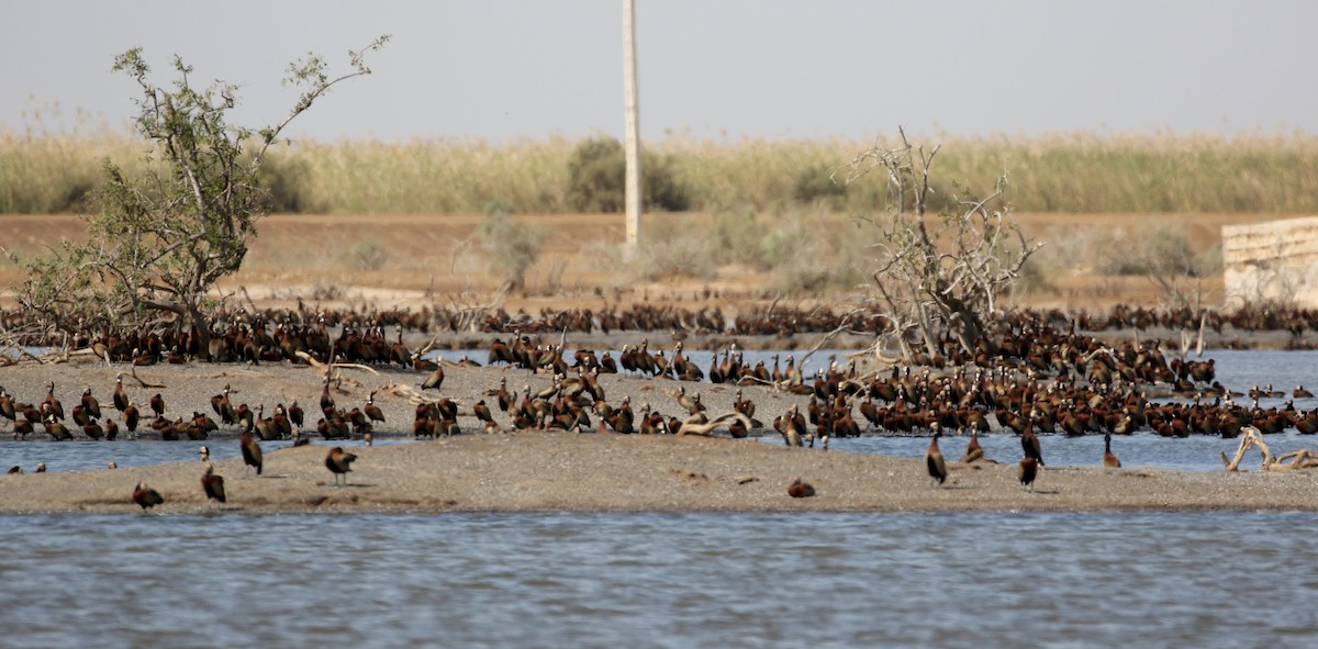 White-faced Whistling-Duck - ML146922591