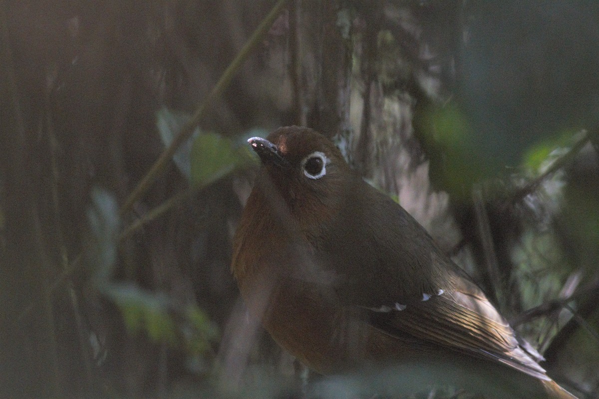 Abyssinian Ground-Thrush - ML146922821