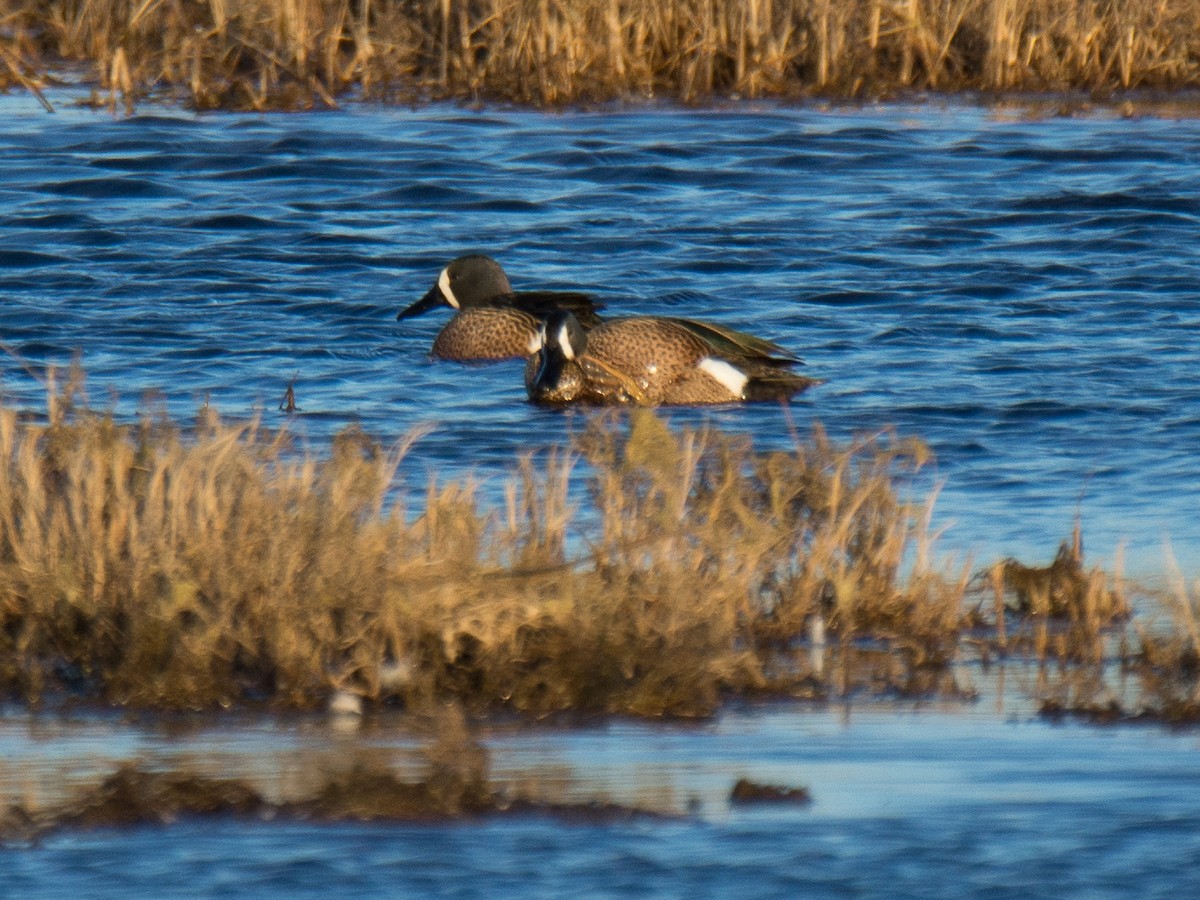 Sarcelle à ailes bleues - ML146922881