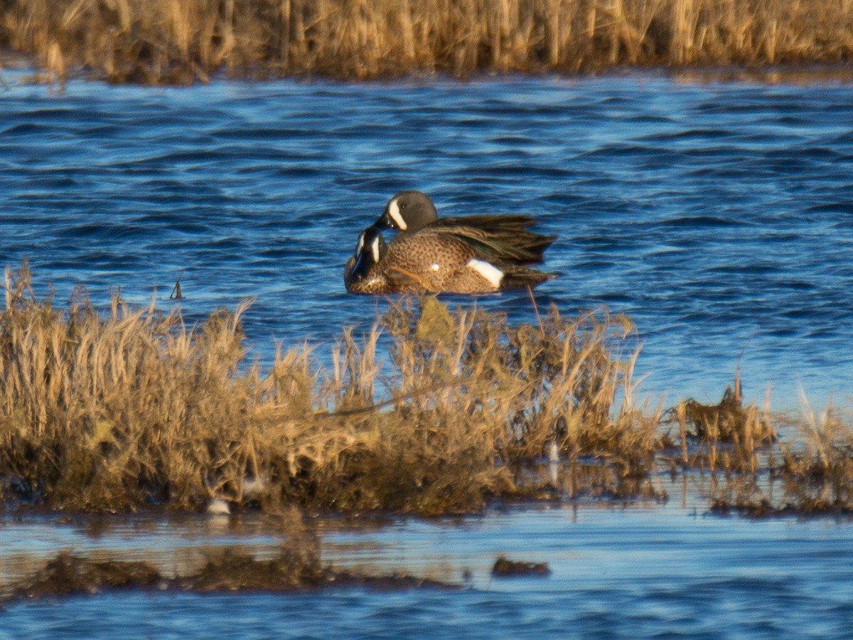 Sarcelle à ailes bleues - ML146922891