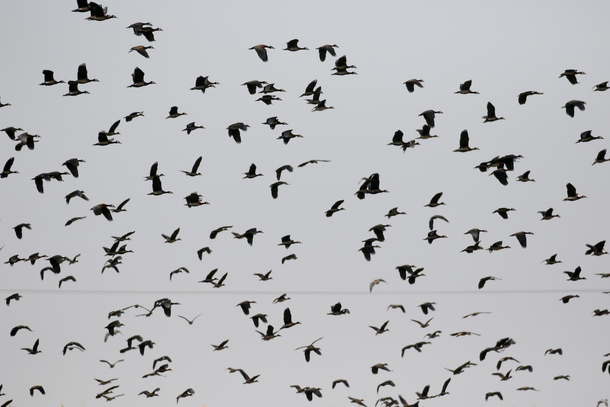 White-faced Whistling-Duck - ML146922981