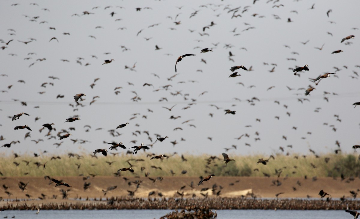 White-faced Whistling-Duck - Jay McGowan