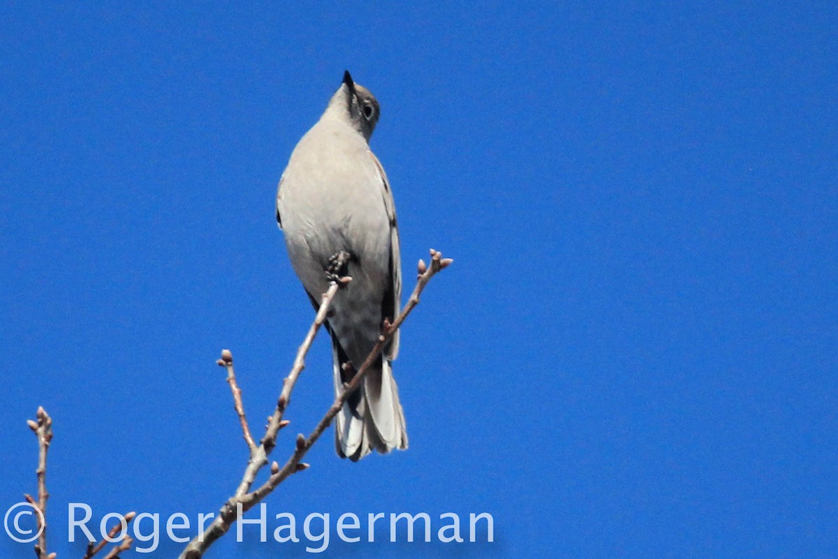 Townsend's Solitaire - ML146924421