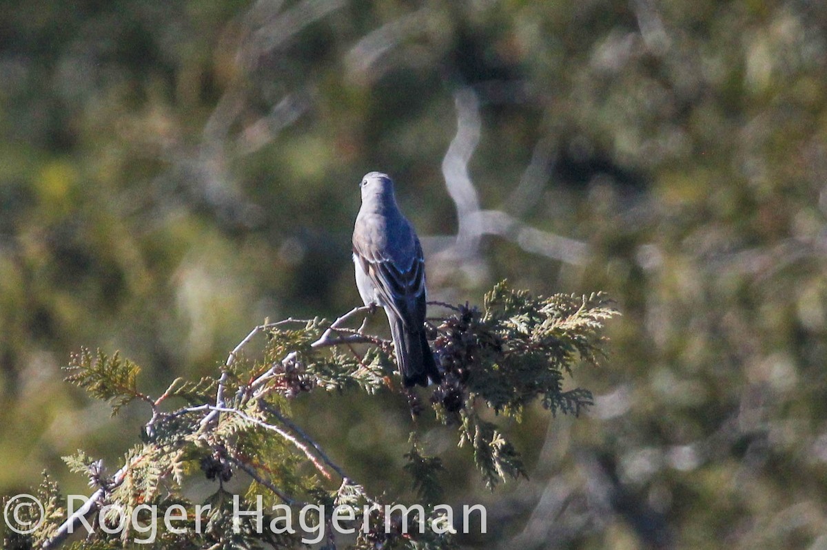 Townsend's Solitaire - ML146924441