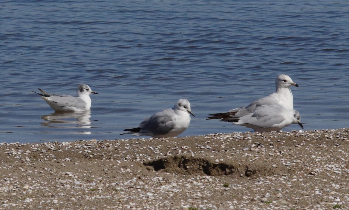 Bonaparte's Gull - ML146925051