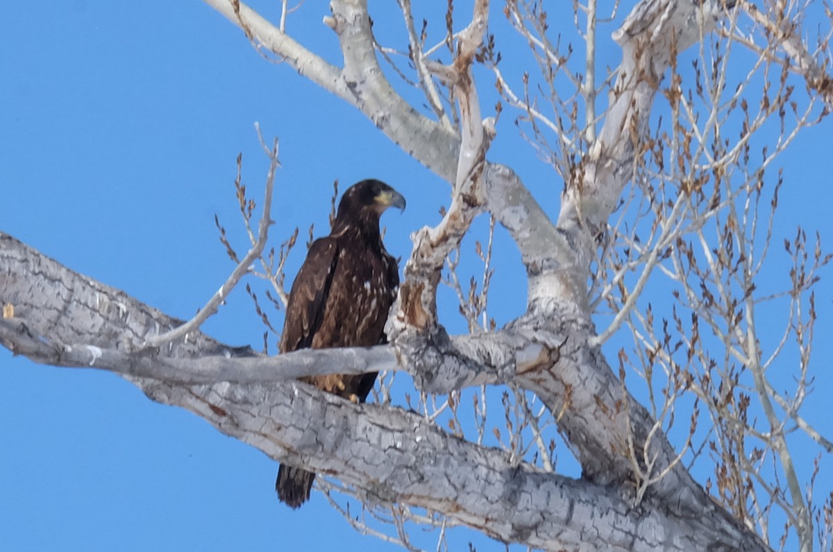 Weißkopf-Seeadler - ML146931361